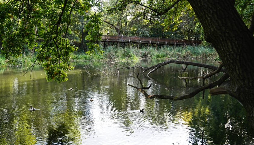 Powiększ obraz: Swojczycki Park Czarna Woda