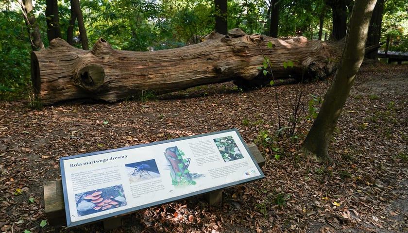 Powiększ obraz: Swojczycki Park Czarna Woda