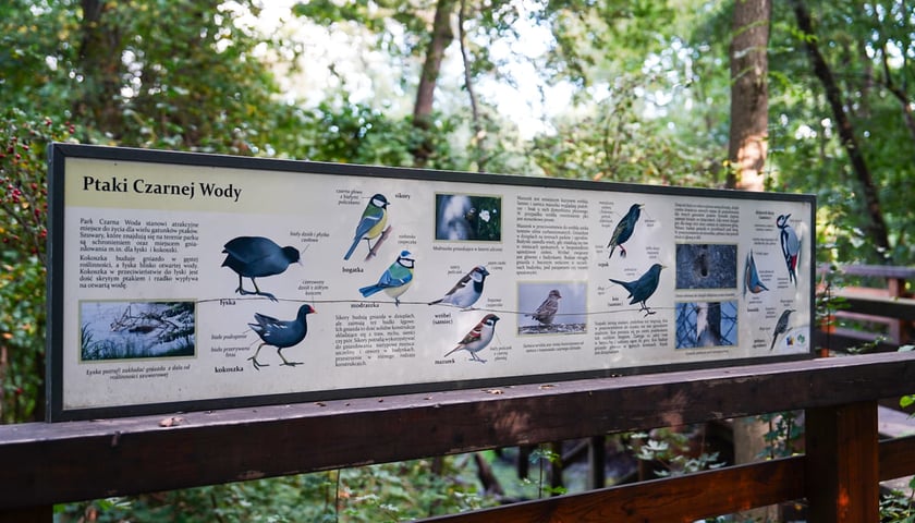 Powiększ obraz: Swojczycki Park Czarna Woda