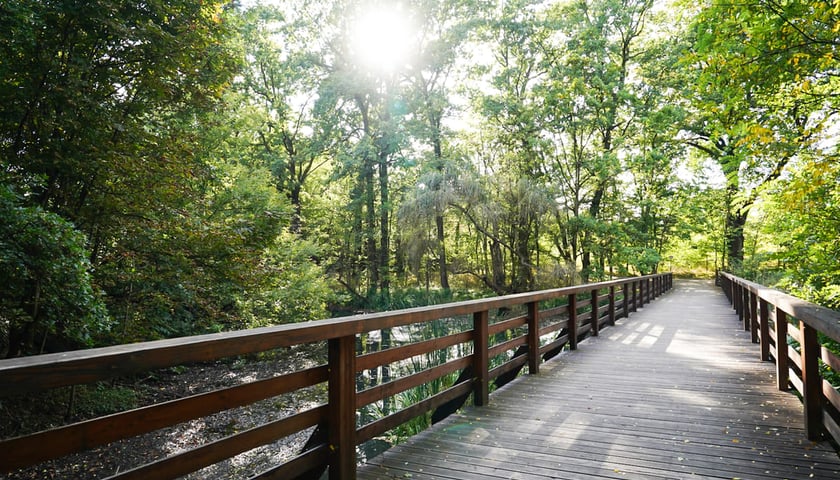 Powiększ obraz: <p>Swojczycki Park Czarna Woda</p>