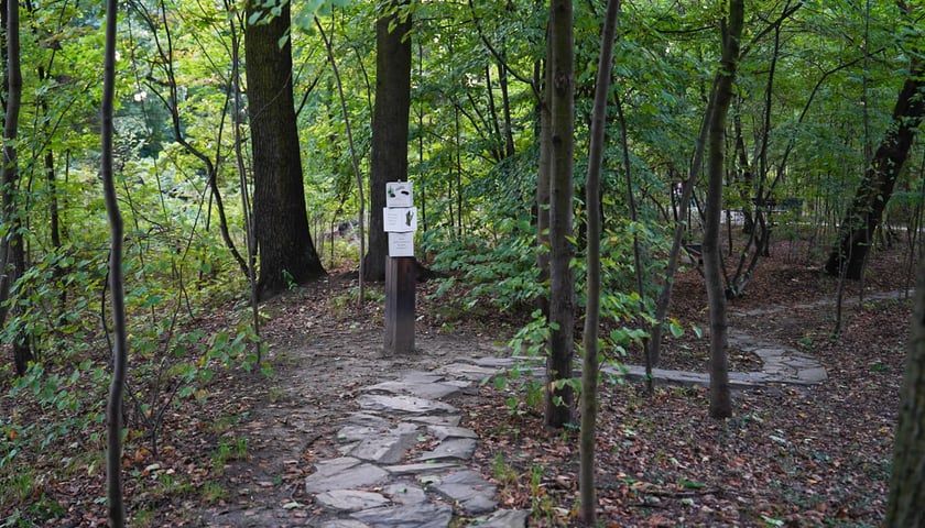 Powiększ obraz: Swojczycki Park Czarna Woda