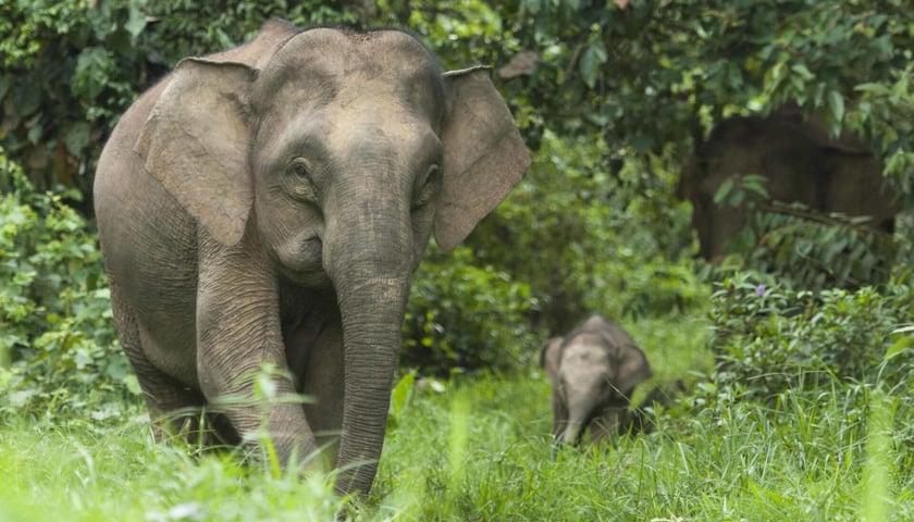Powiększ obraz: Uczestnicy biegu Wild Run pobiegną między innymi dla słoni indyjskich