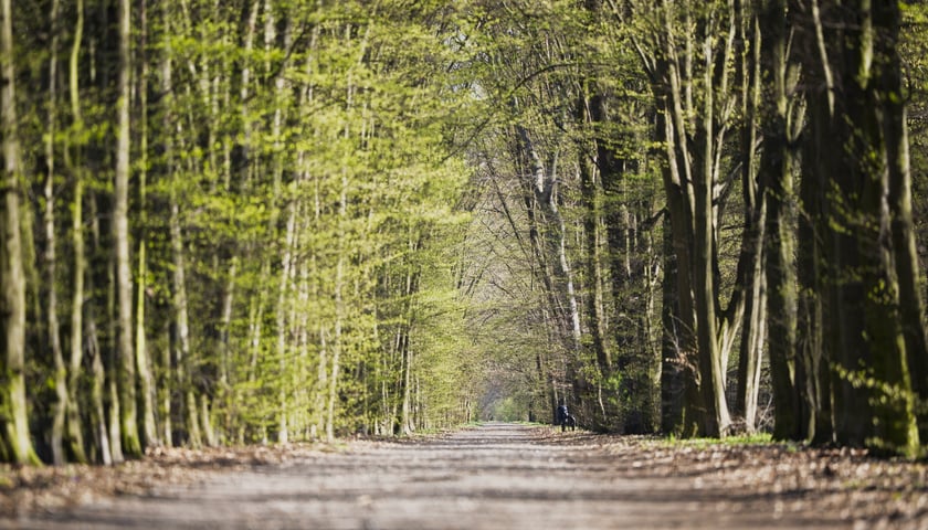 Powiększ obraz: Trasa biegowa wzdłuż Kanału Żeglugowego i Powodziowego między Mostami Chrobrego a Jagiellońskimi