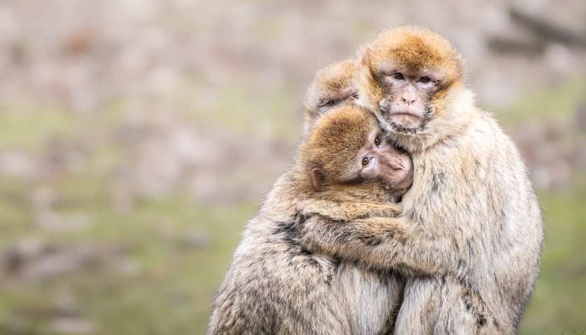Magoty, czyli makaki berberyjskie z wrocławskiego zoo