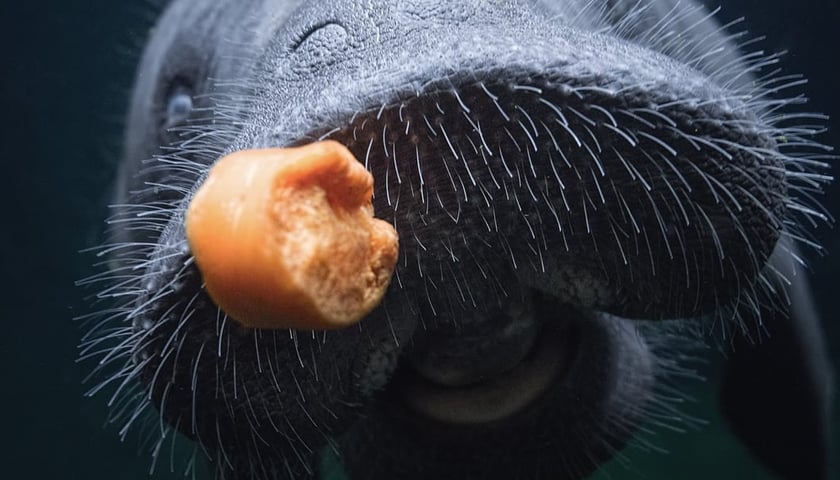 Manat  z wrocławskiego zoo przy posiłku