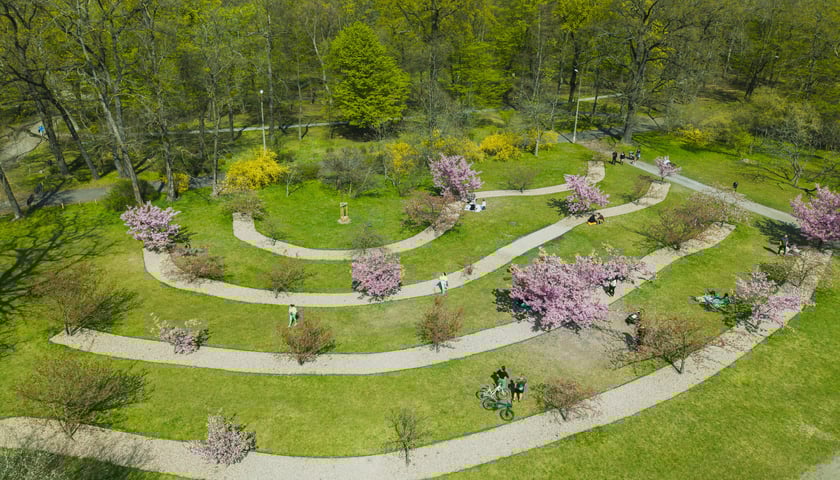 Aleja Sakur w Parku Szczytnickim. Zdjęcie z drona