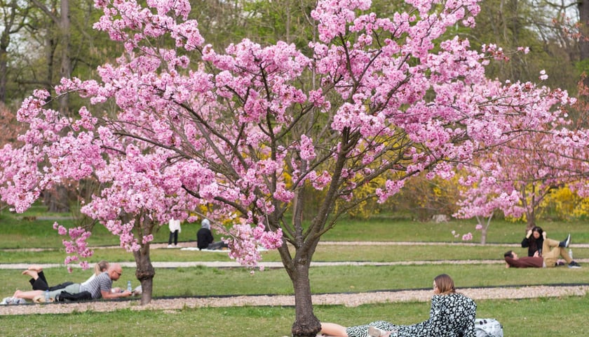Aleja Sakur w Parku Szczytnickim