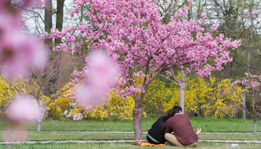 Aleja Sakur w Parku Szczytnickim