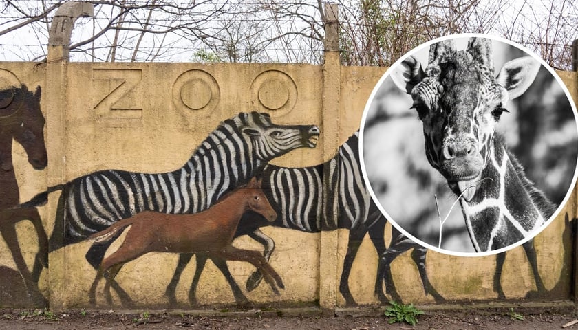 Zdjęcie muralu ze zwierzętami zdobiącego ogrodzenie ogrodu zoologicznego, w prawej części okrągłe zdjęcie ze zbliżeniem na głowę żyrafy - Rafikiego - samca z ZOO Wrocław.