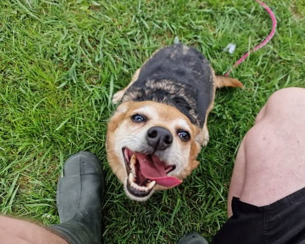 <p>8-letnia Natka ze Schroniska dla Bezdomnych Zwierząt we Wrocławiu także czeka na nowy dom</p>