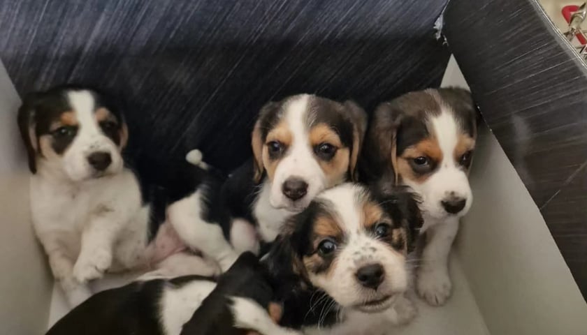 Pięć szczeniaków ze Schroniska dla Bezdomnych Zwierząt we Wrocławiu