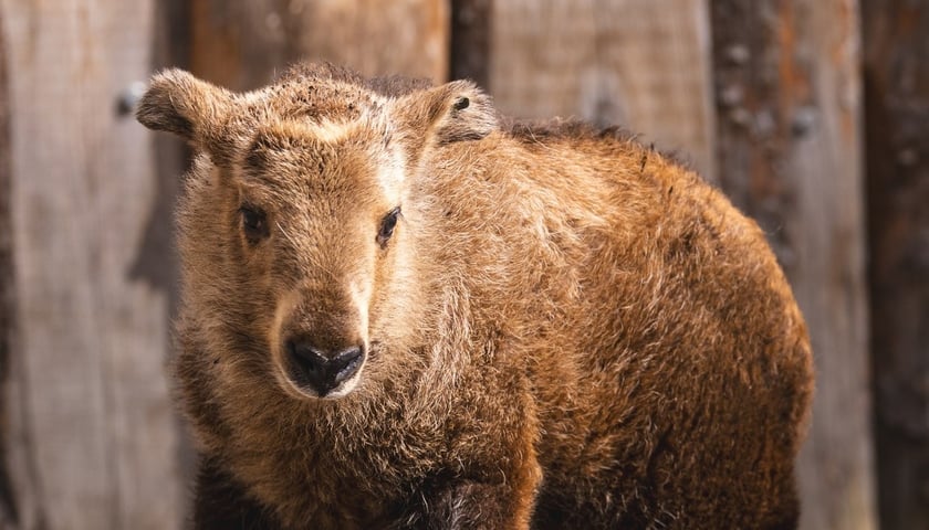 Młodziutka samiczka takina złotego z wrocławskiego zoo
