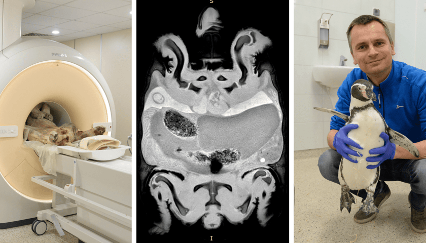 Kolaż 3 zdjęć, od lewej: lew podczas badania w pracowni, MRI żółwia, dr Tomasz Piasecki z pingwinem przylądkowym
