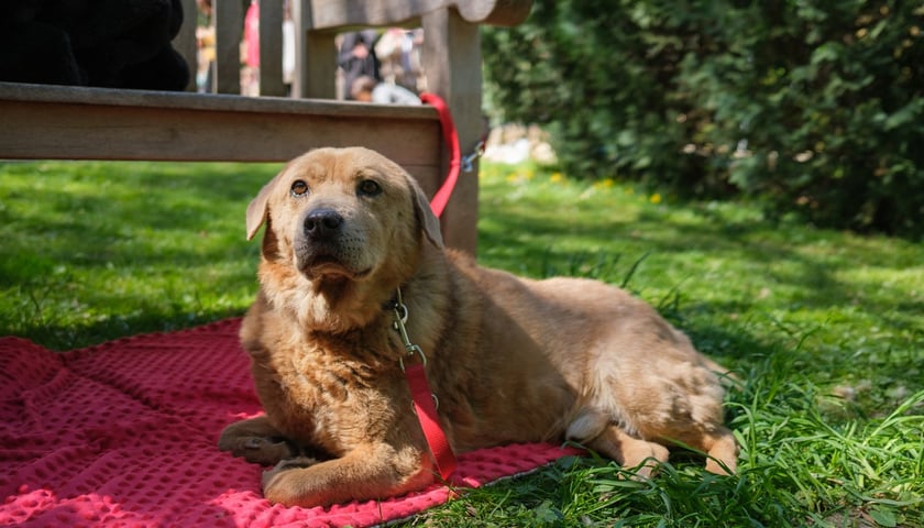 Pulpet, który szuka domu