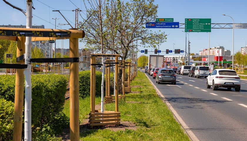 Aleja Armii Krajowej jest jeszcze bardziej zielona. Przybyło na niej ponad 600 drzew