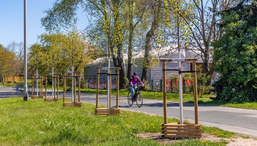 Aleja Armii Krajowej jest jeszcze bardziej zielona. Przybyło na niej ponad 600 drzew
