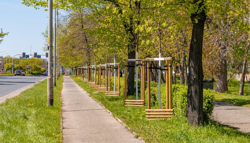 Aleja Armii Krajowej jest jeszcze bardziej zielona. Przybyło na niej ponad 600 drzew