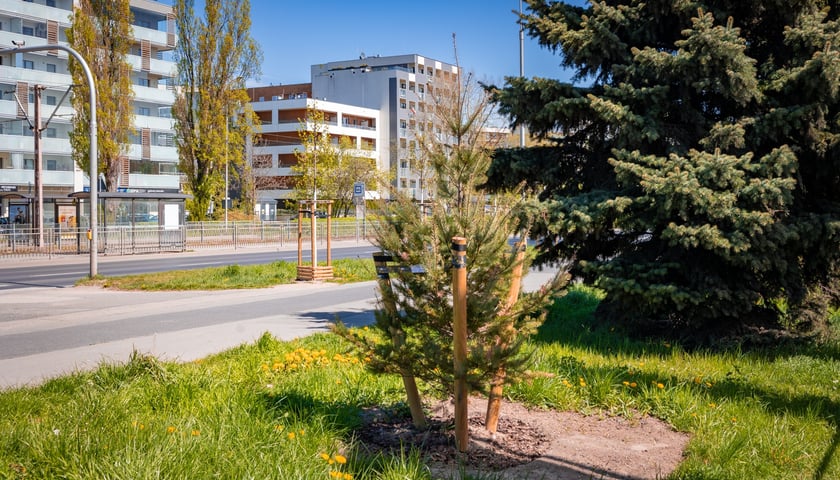 Aleja Armii Krajowej jest jeszcze bardziej zielona. Przybyło na niej ponad 600 drzew