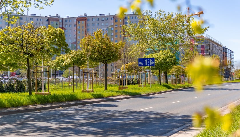 Aleja Armii Krajowej jest jeszcze bardziej zielona. Przybyło na niej ponad 600 drzew