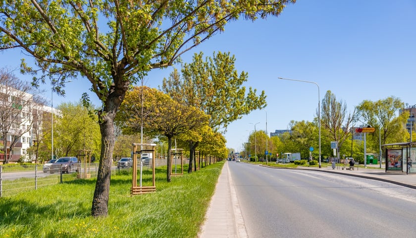 Aleja Armii Krajowej jest jeszcze bardziej zielona. Przybyło na niej ponad 600 drzew