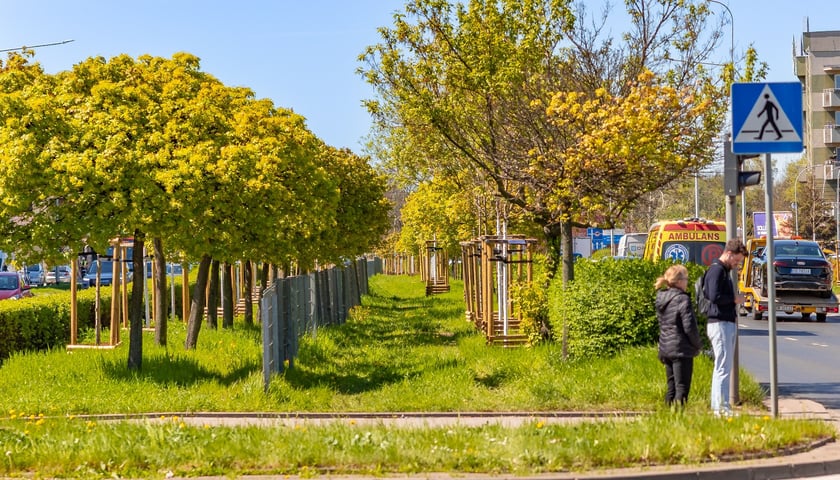Aleja Armii Krajowej jest jeszcze bardziej zielona. Przybyło na niej ponad 600 drzew