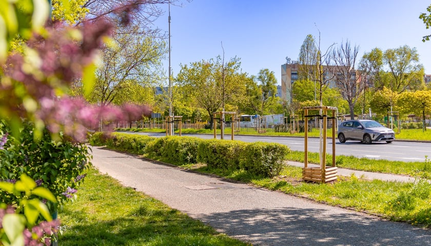 Aleja Armii Krajowej jest jeszcze bardziej zielona. Przybyło na niej ponad 600 drzew