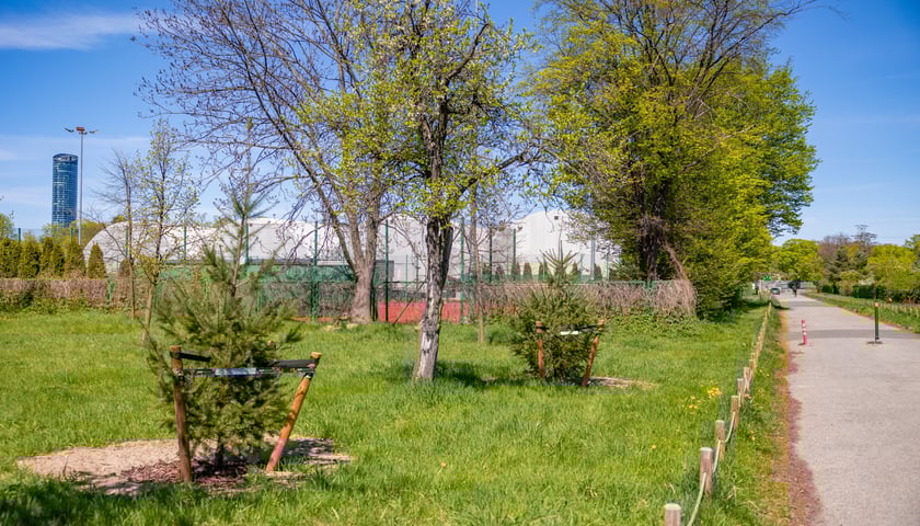 Aleja Armii Krajowej jest jeszcze bardziej zielona. Przybyło na niej ponad 600 drzew