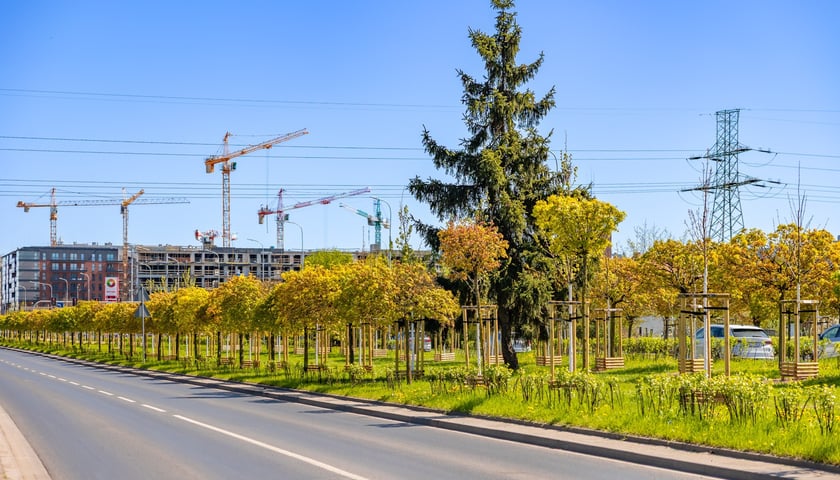 Aleja Armii Krajowej jest jeszcze bardziej zielona. Przybyło na niej ponad 600 drzew