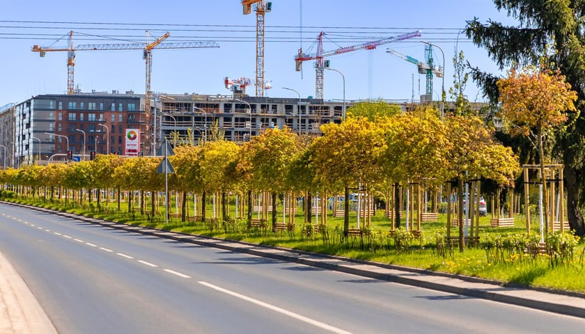Aleja Armii Krajowej jest jeszcze bardziej zielona. Przybyło na niej ponad 600 drzew