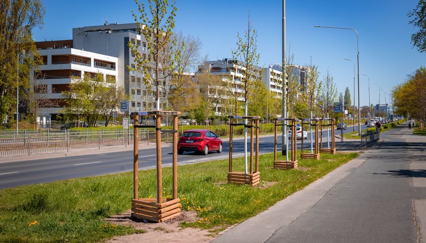 Aleja Armii Krajowej jest jeszcze bardziej zielona. Przybyło na niej ponad 600 drzew