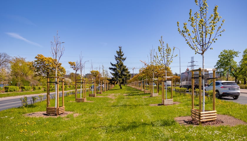 Aleja Armii Krajowej jest jeszcze bardziej zielona. Przybyło na niej ponad 600 drzew
