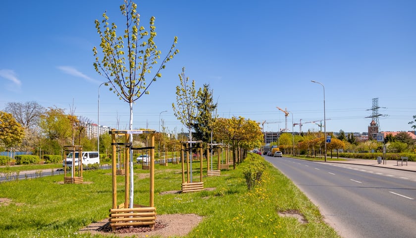 Aleja Armii Krajowej jest jeszcze bardziej zielona. Przybyło na niej ponad 600 drzew