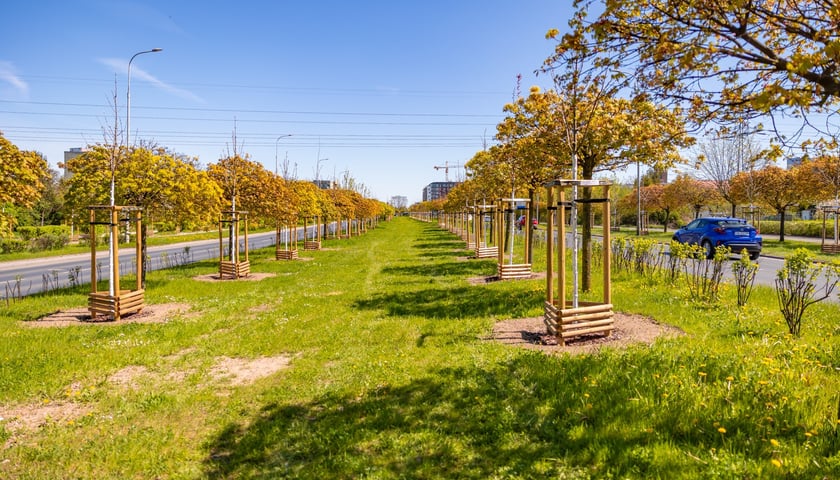 Aleja Armii Krajowej jest jeszcze bardziej zielona. Przybyło na niej ponad 600 drzew