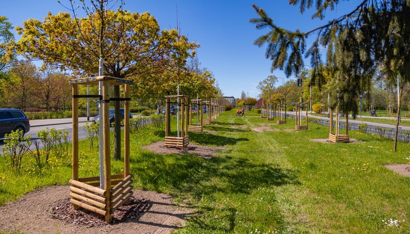 Aleja Armii Krajowej jest jeszcze bardziej zielona. Przybyło na niej ponad 600 drzew