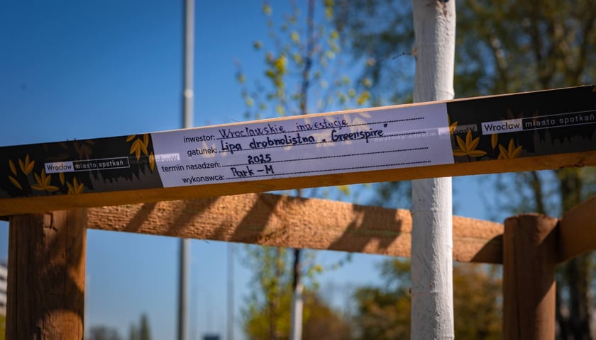 Aleja Armii Krajowej jest jeszcze bardziej zielona. Przybyło na niej ponad 600 drzew