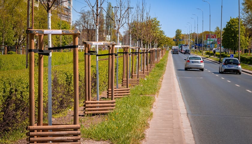 Aleja Armii Krajowej jest jeszcze bardziej zielona. Przybyło na niej ponad 600 drzew