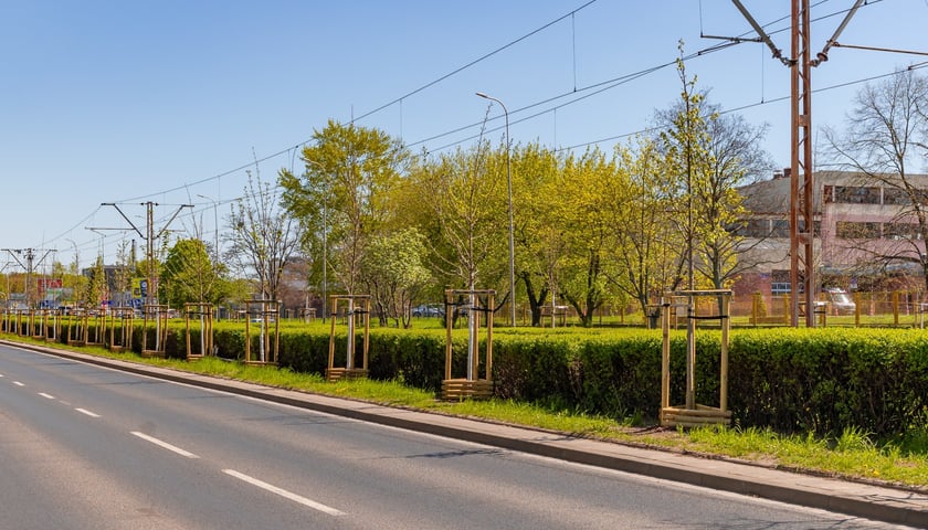 Aleja Armii Krajowej jest jeszcze bardziej zielona. Przybyło na niej ponad 600 drzew
