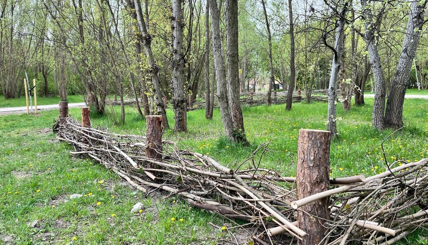 Powstający park przy ul. Idzikowskiego we Wrocławiu