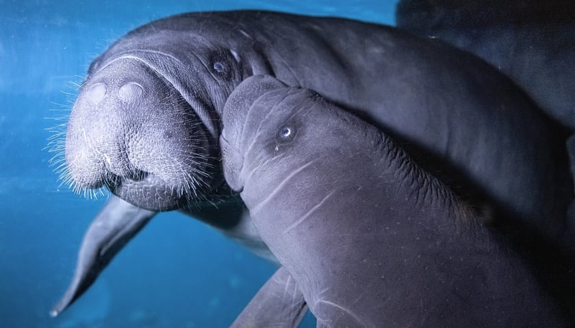 Manaty urodzone we wrocławskim zoo w ogrodzie zoologicznym Pairi Daiza w Belgii