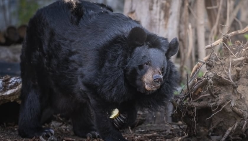 Niedźwiedzica himalajska Całka z wrocławskiego zoo