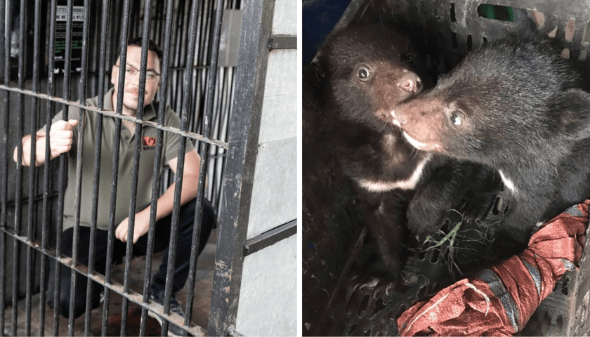 Kolaż 2 zdjęć: z lewej Paweł Sroka, kierownik sekcji ssaków drapieżnych z wrocławskiego zoo, z prawej niedźwiadki uratowane przez organizację Free The Bears