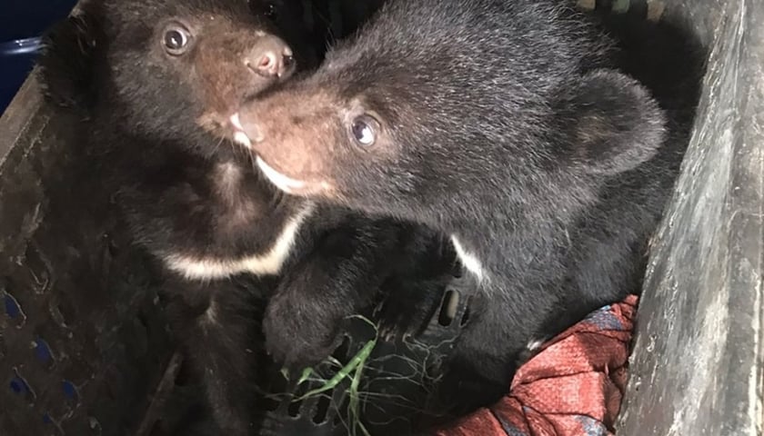 <p>Niedźwiadki himalajskie skonfiskowane przez Free The Bears</p>
