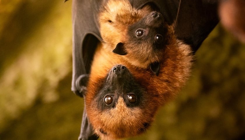 <p>Rudawki madagaskarskie - mama i młode</p>
