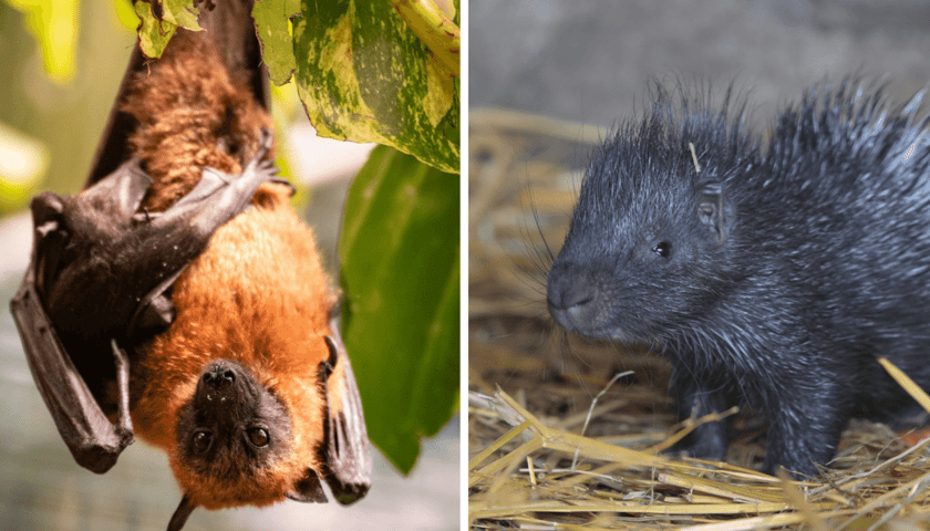 Kolaż 2 zdjęć: z lewej rudawki madagaskarskie, z prawej mały jeżozwierz