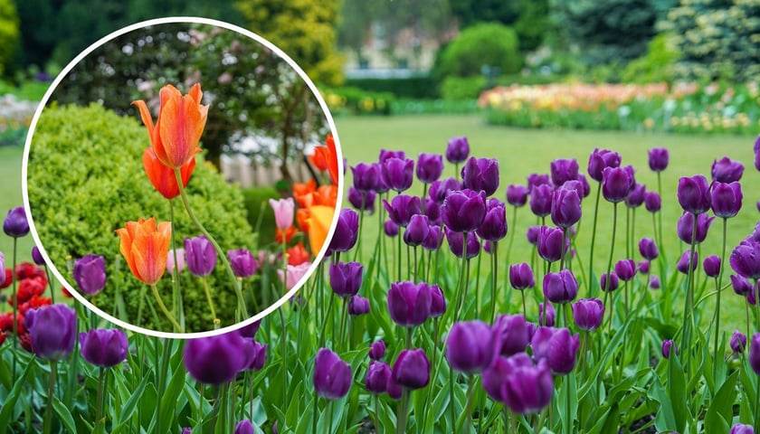 Zdjęcie przedstawiające fioletowe tulipany na tle trawnika i klombów w botaniku, po lewej w okrągłym kadrze - zbliżenie na czerwono-pomarańczowego tulipana.