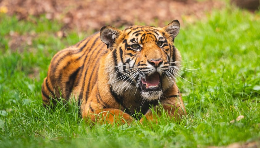 Tygrys sumatrzański Musi, jeden z czworaczków, które przyszły na świat we wrocławskim zoo