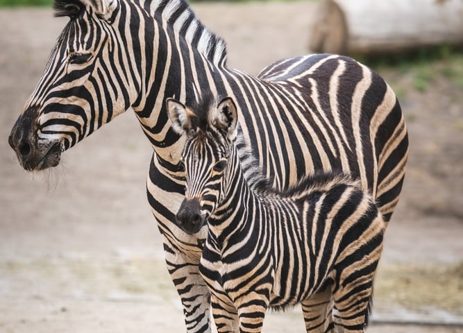 Zebry Chapmana z wrocławskiego zoo