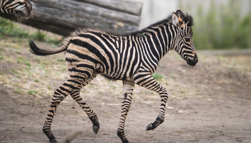 Najmłodsza zebra Chapmana we wrocławskim zoo - ogierek o imieniu Banan