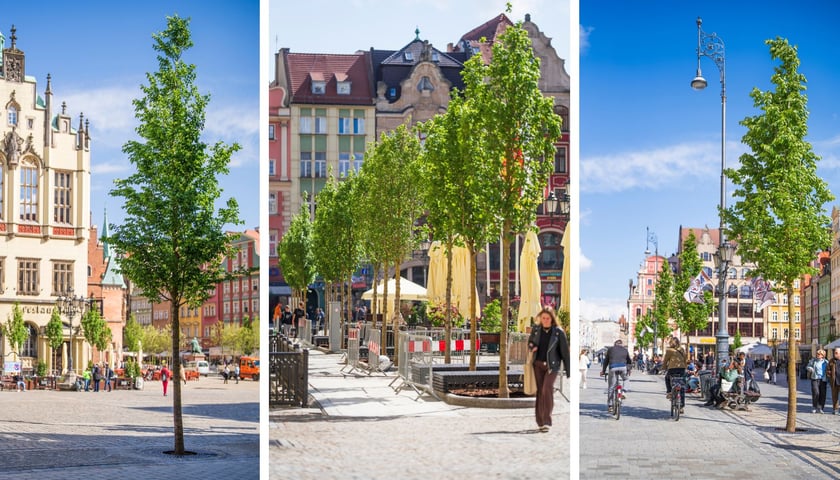 Zdjęcie podzielone na trzy części: z lewej - nowe drzewo posadzone w Rynku na wysokości Sukiennic, w środku - szpaler nowych drzew posadzonych przy Sukiennicach, z prawej -  szpaler drzew posadzony wzdłuż północnej pierzei Rynku.