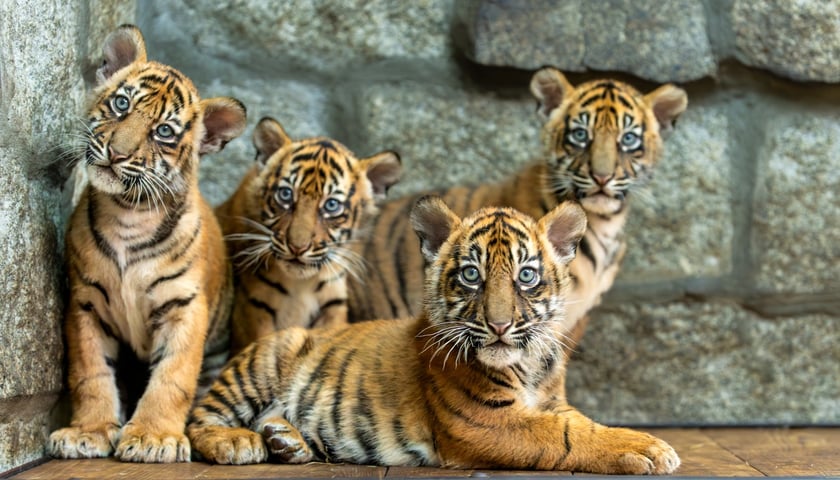 Tygrysy sumatrzańskie z wrocławskiego zoo - zdjęcie, które obiegło cały świat